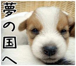 MIEDOG Jack Russell terrier sticker 2 sticker #14055876