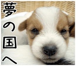 MIEDOG Jack Russell terrier sticker 2 sticker #14055876