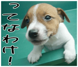 MIEDOG Jack Russell terrier sticker 2 sticker #14055877