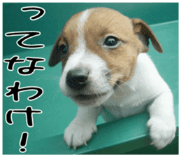 MIEDOG Jack Russell terrier sticker 2 sticker #14055877