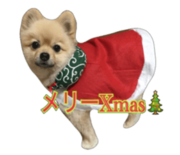pomeranian shin-chan part2 sticker #14058017