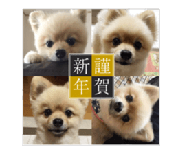 pomeranian shin-chan part2 sticker #14058020