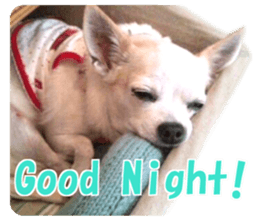 Shirosumu MAMECHI sticker #14058582