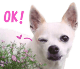 Shirosumu MAMECHI sticker #14058583