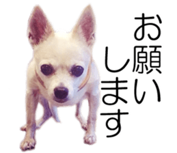 Shirosumu MAMECHI sticker #14058586