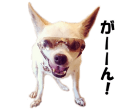 Shirosumu MAMECHI sticker #14058587