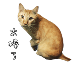 Mr.Mr Meow Meow sticker #14059183