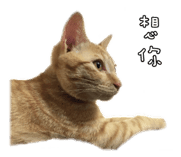 Mr.Mr Meow Meow sticker #14059195