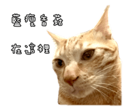 Mr.Mr Meow Meow sticker #14059196