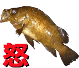 fishingsticker sticker #14059590