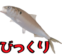 fishingsticker sticker #14059594