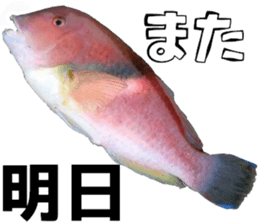 fishingsticker sticker #14059607