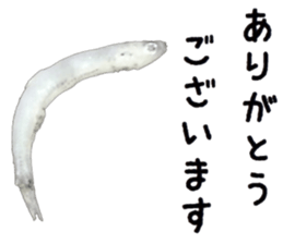 Shirasu sticker sticker #14060510