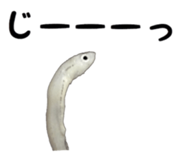 Shirasu sticker sticker #14060511