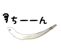 Shirasu sticker sticker #14060513