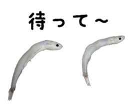 Shirasu sticker sticker #14060514