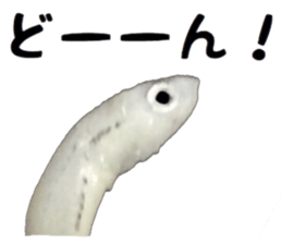 Shirasu sticker sticker #14060515