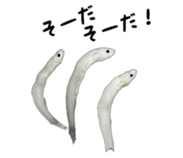 Shirasu sticker sticker #14060516