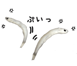 Shirasu sticker sticker #14060518