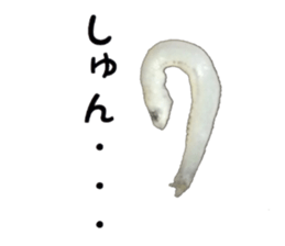 Shirasu sticker sticker #14060519