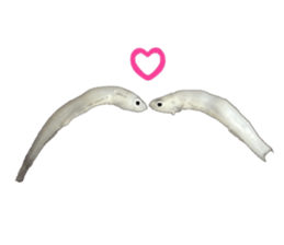 Shirasu sticker sticker #14060520