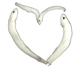 Shirasu sticker sticker #14060521