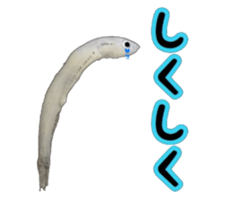 Shirasu sticker sticker #14060522