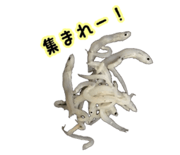 Shirasu sticker sticker #14060523