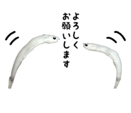 Shirasu sticker sticker #14060524