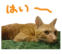 Kuri Kuma Mii MU sticker #14060942