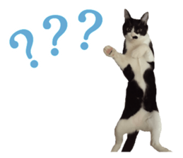 Kuri Kuma Mii MU sticker #14060943