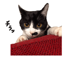 Kuri Kuma Mii MU sticker #14060946