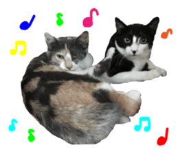 Kuri Kuma Mii MU sticker #14060948