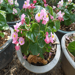 Wood flowers of the landscape