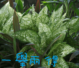 Wood flowers of the landscape sticker #14061862