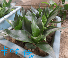 Wood flowers of the landscape sticker #14061866