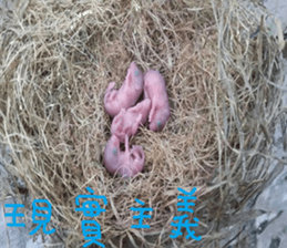 Gaga scenery photos sticker #14062072