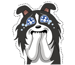 Border Collie - black and white brother sticker #14063110