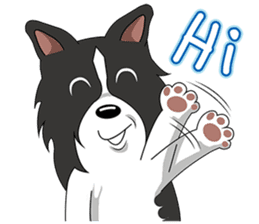 Border Collie - black and white brother sticker #14063124