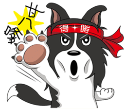 Border Collie - black and white brother sticker #14063125