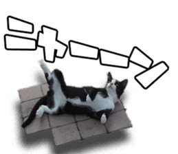 Nora Cats in a park sticker #14065175