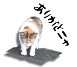 Nora Cats in a park sticker #14065176