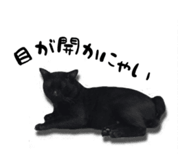 Nora Cats in a park sticker #14065177