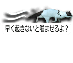 Nora Cats in a park sticker #14065179