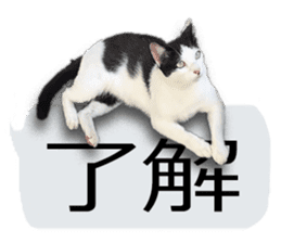 Nora Cats in a park sticker #14065180