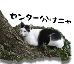 Nora Cats in a park sticker #14065184