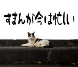 Nora Cats in a park sticker #14065185