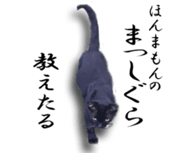 Nora Cats in a park sticker #14065187