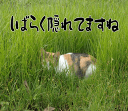 Nora Cats in a park sticker #14065189