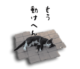 Nora Cats in a park sticker #14065190